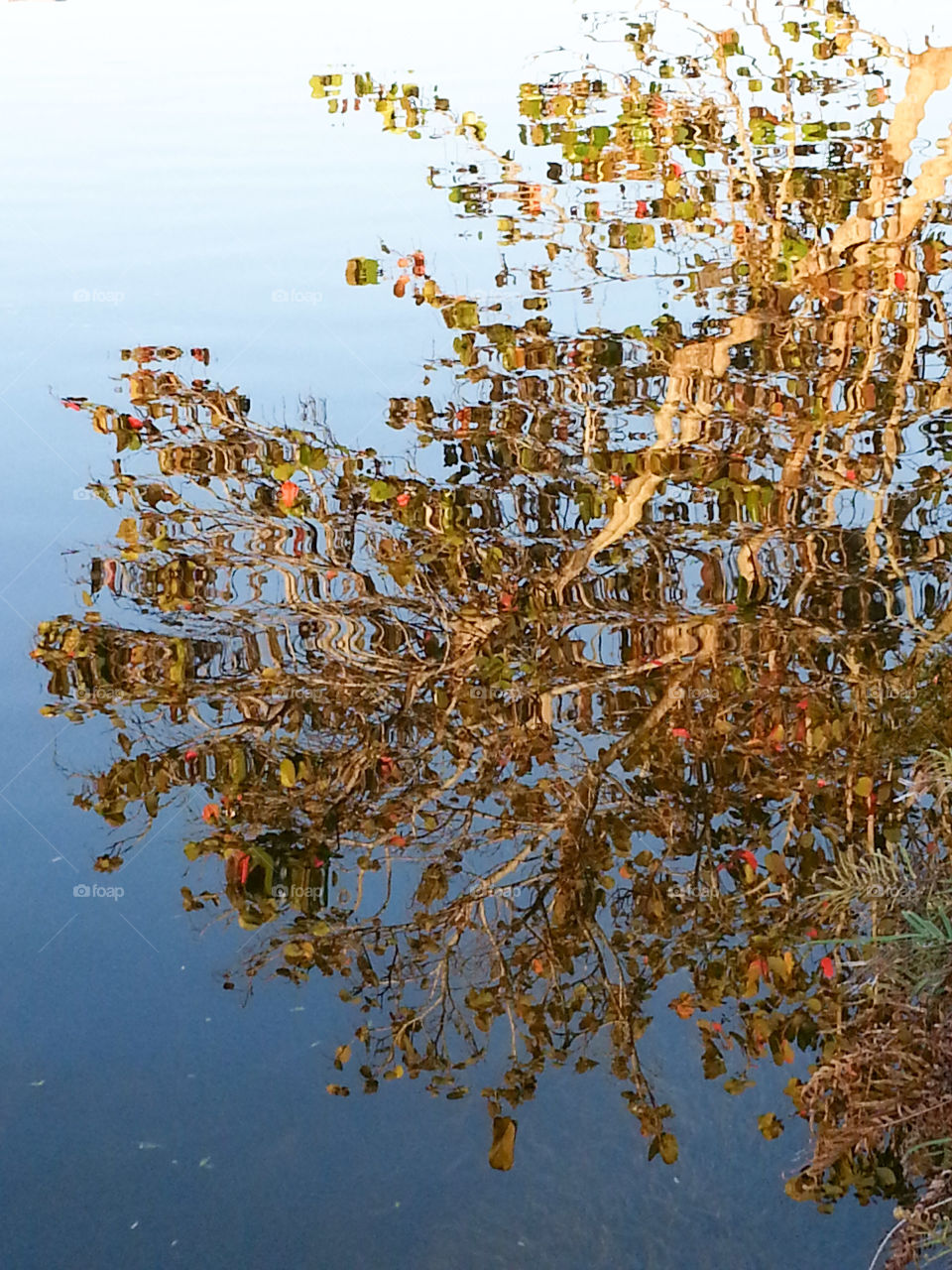 Reflection of Sea Grapes. Sea Grapes reflected on water