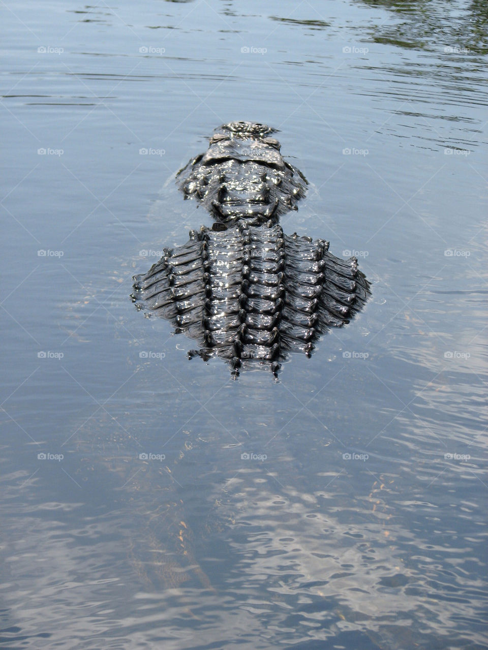 alligator everglades by gatordukie