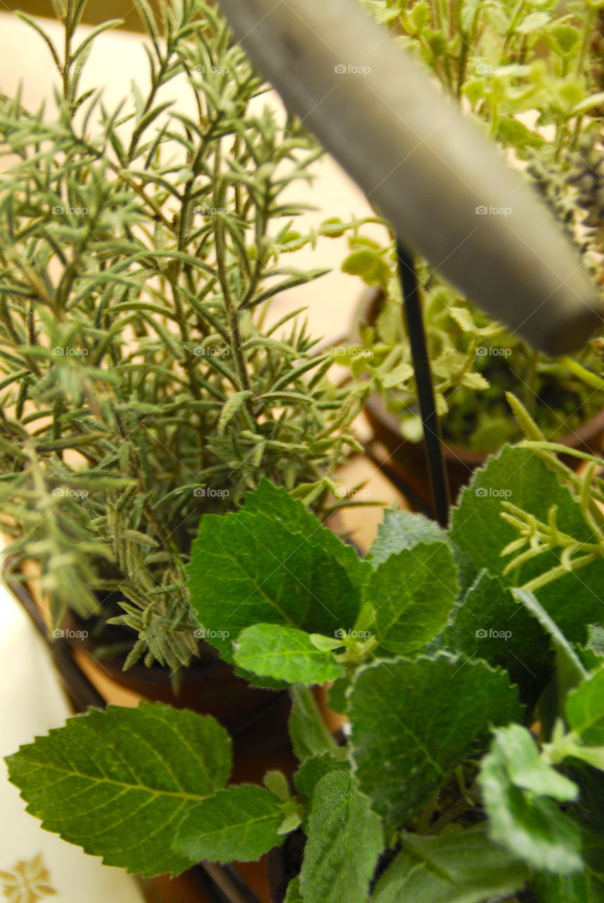 Pickling and canning; fresh herbs