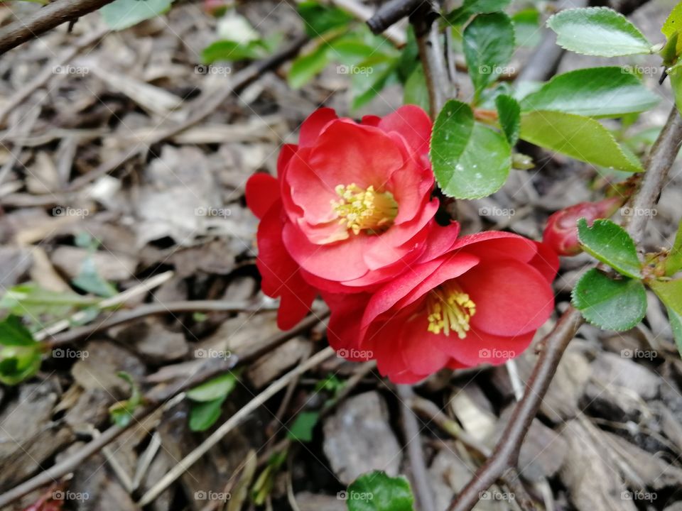 small red flower