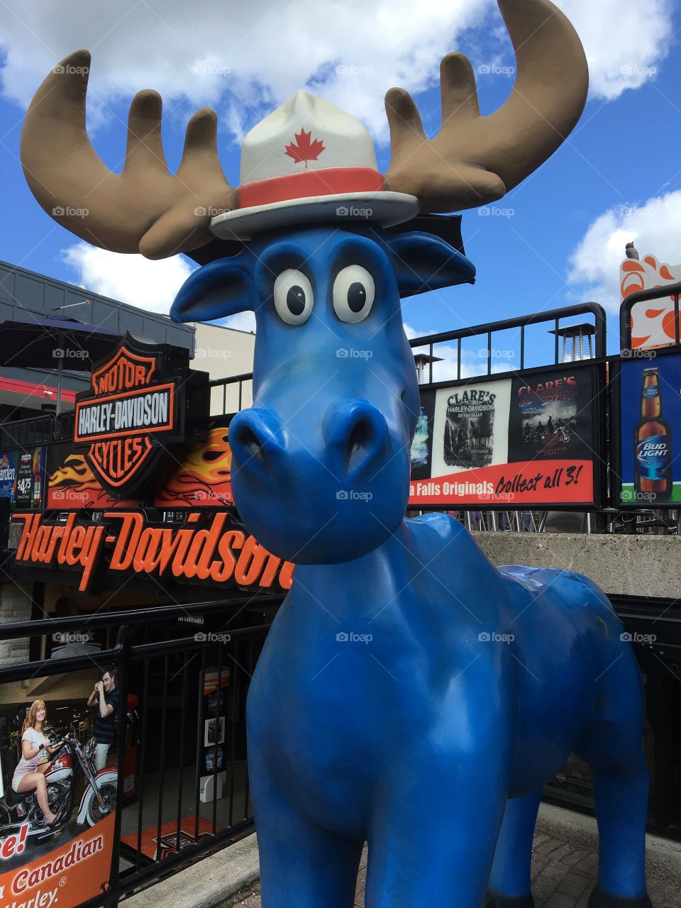Blue Mountie moose 
