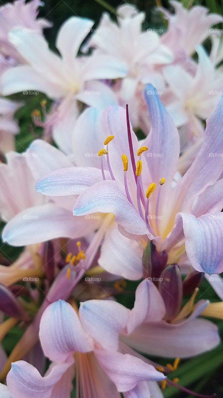 lilies