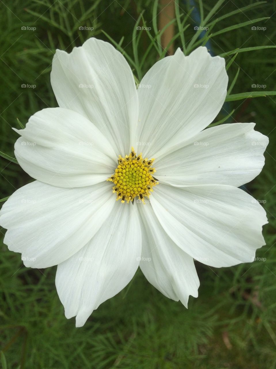 A vivid yet delicate flower for the summer garden. This is cosmos in a shade of white.