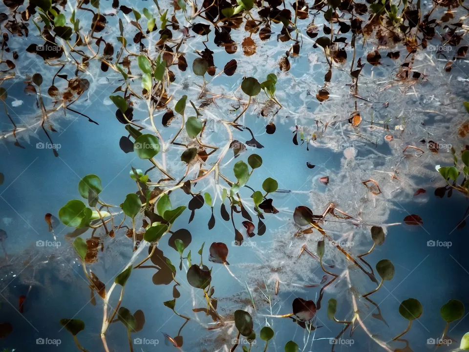 water plant
