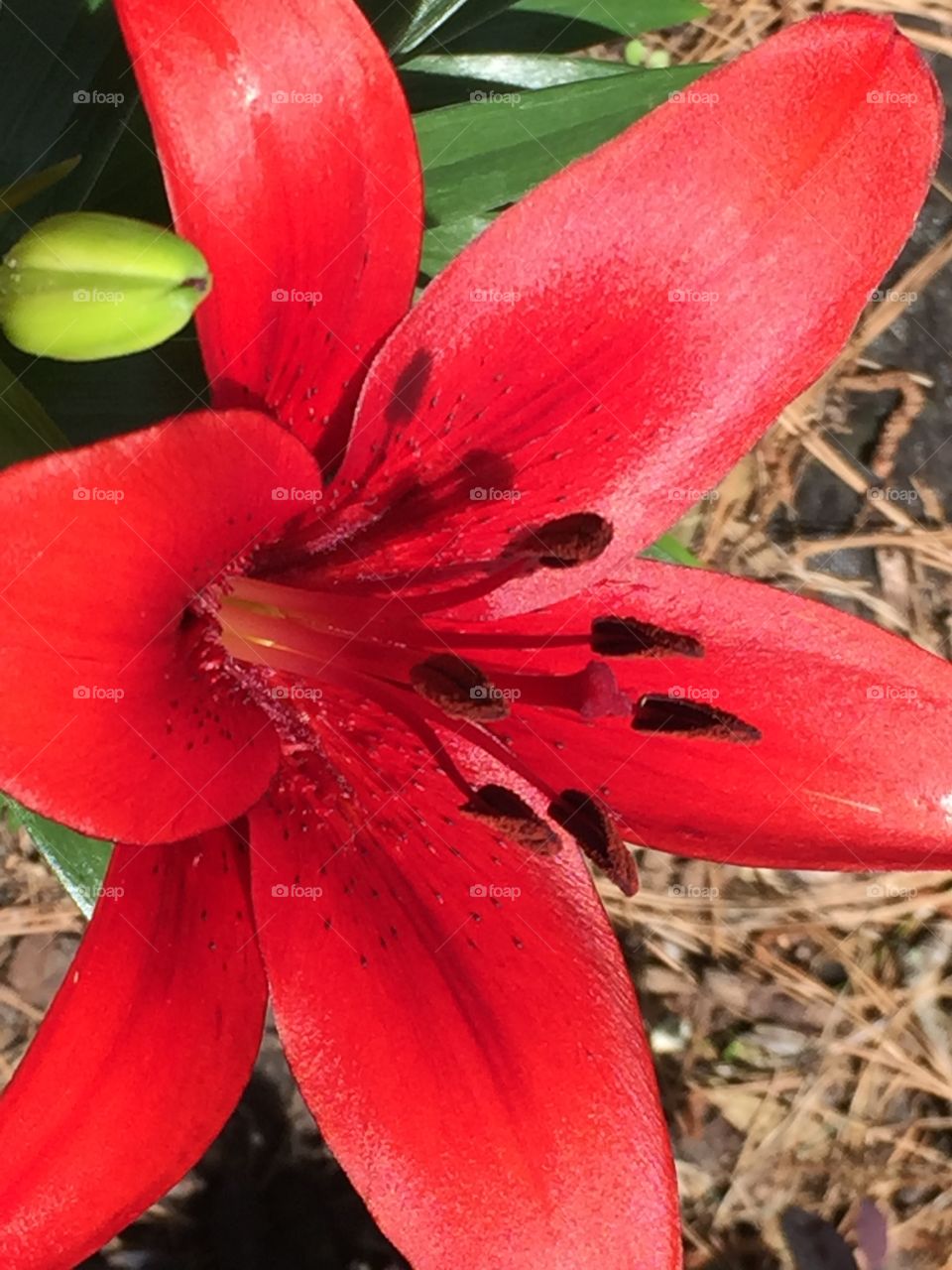 Red flower