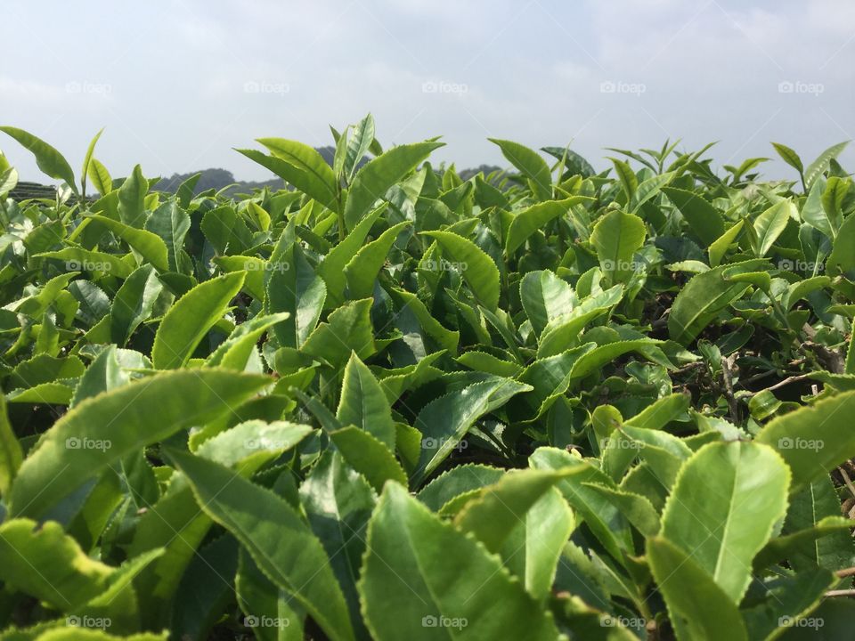Tea leaves in China 