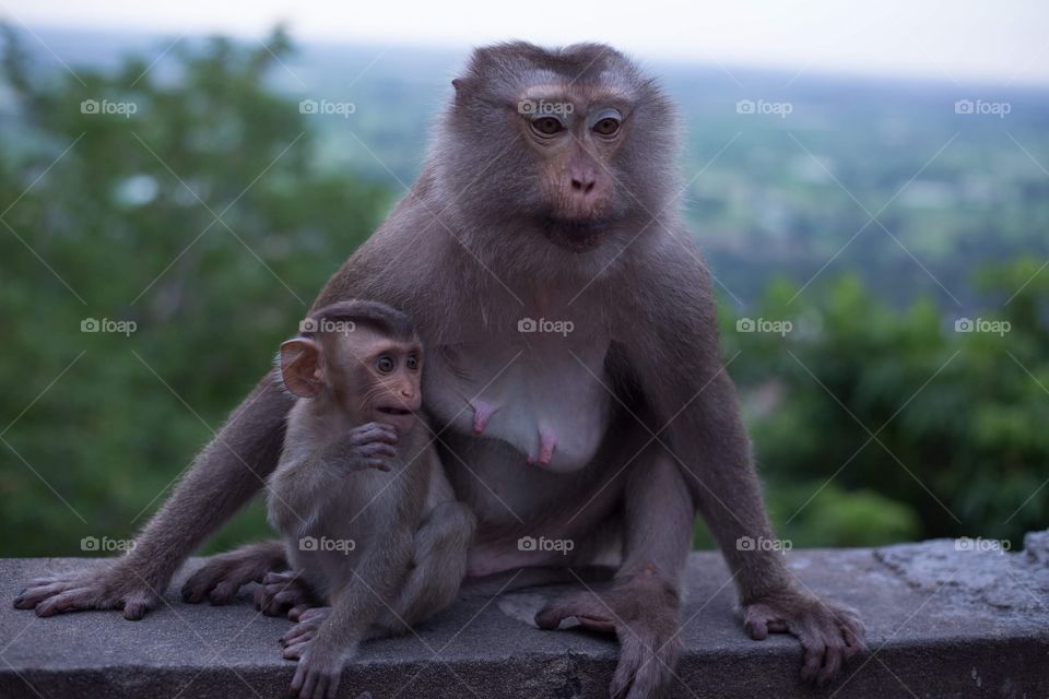 Monkey baby and mom