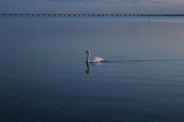 Swan swimming by Öland Bridge. A swan with the bridge to Öland in the background