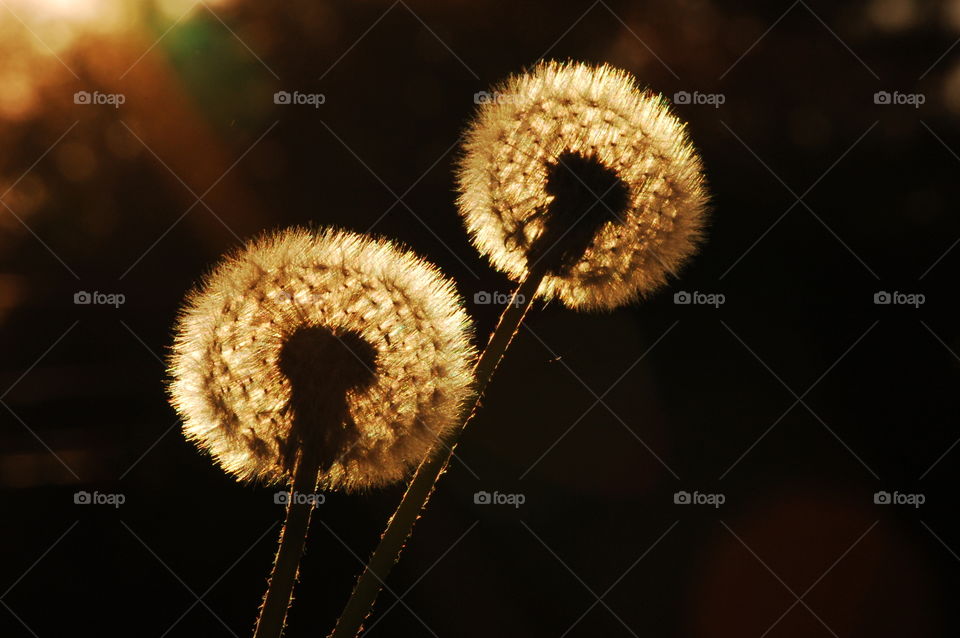 dandelions