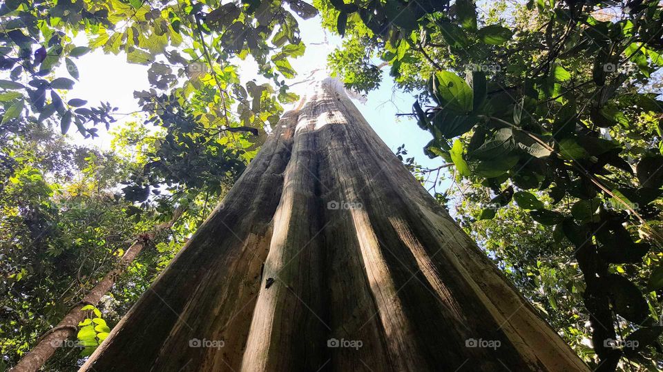 tall Vietnamese trees