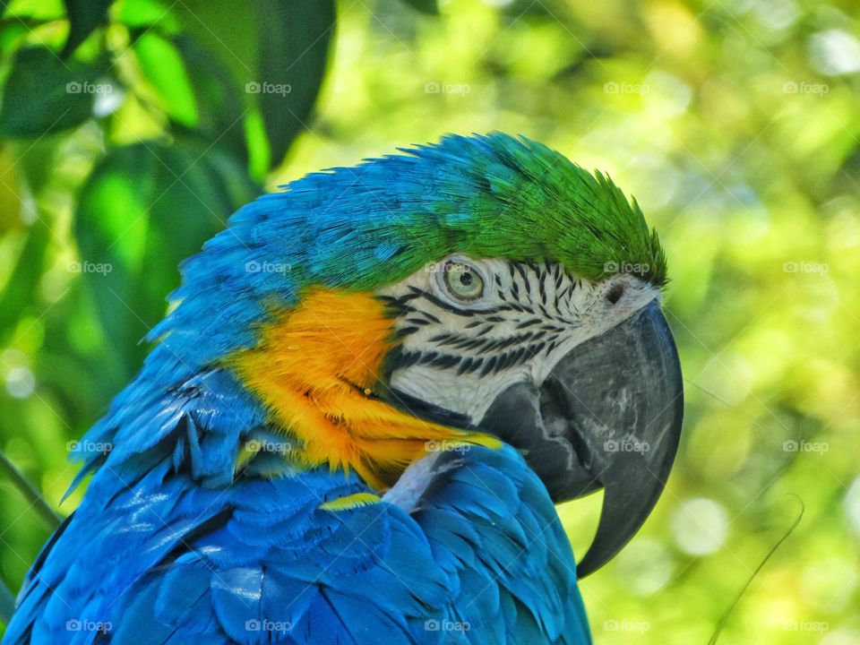 Blue Macaw