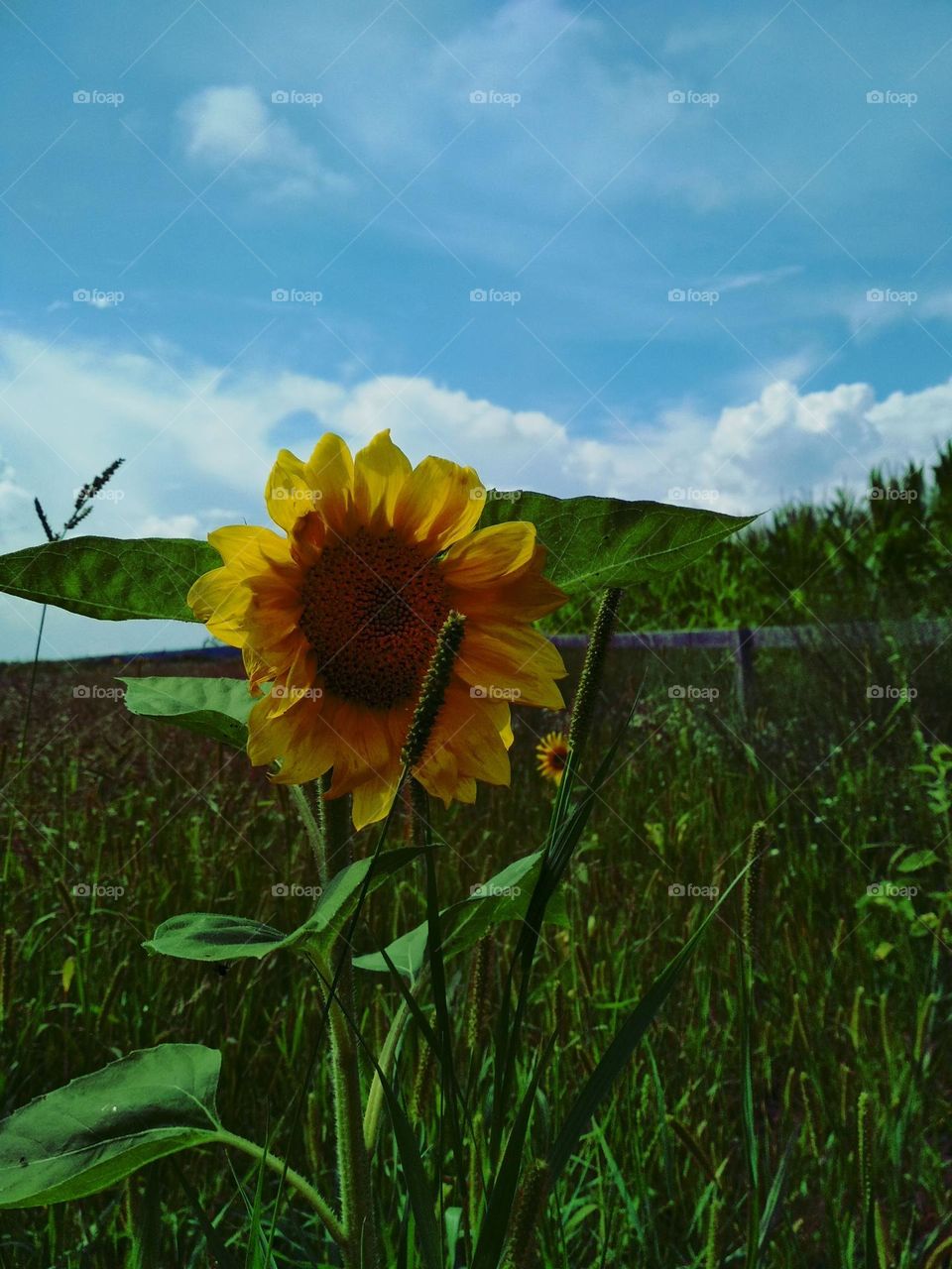 Sunflower in the field