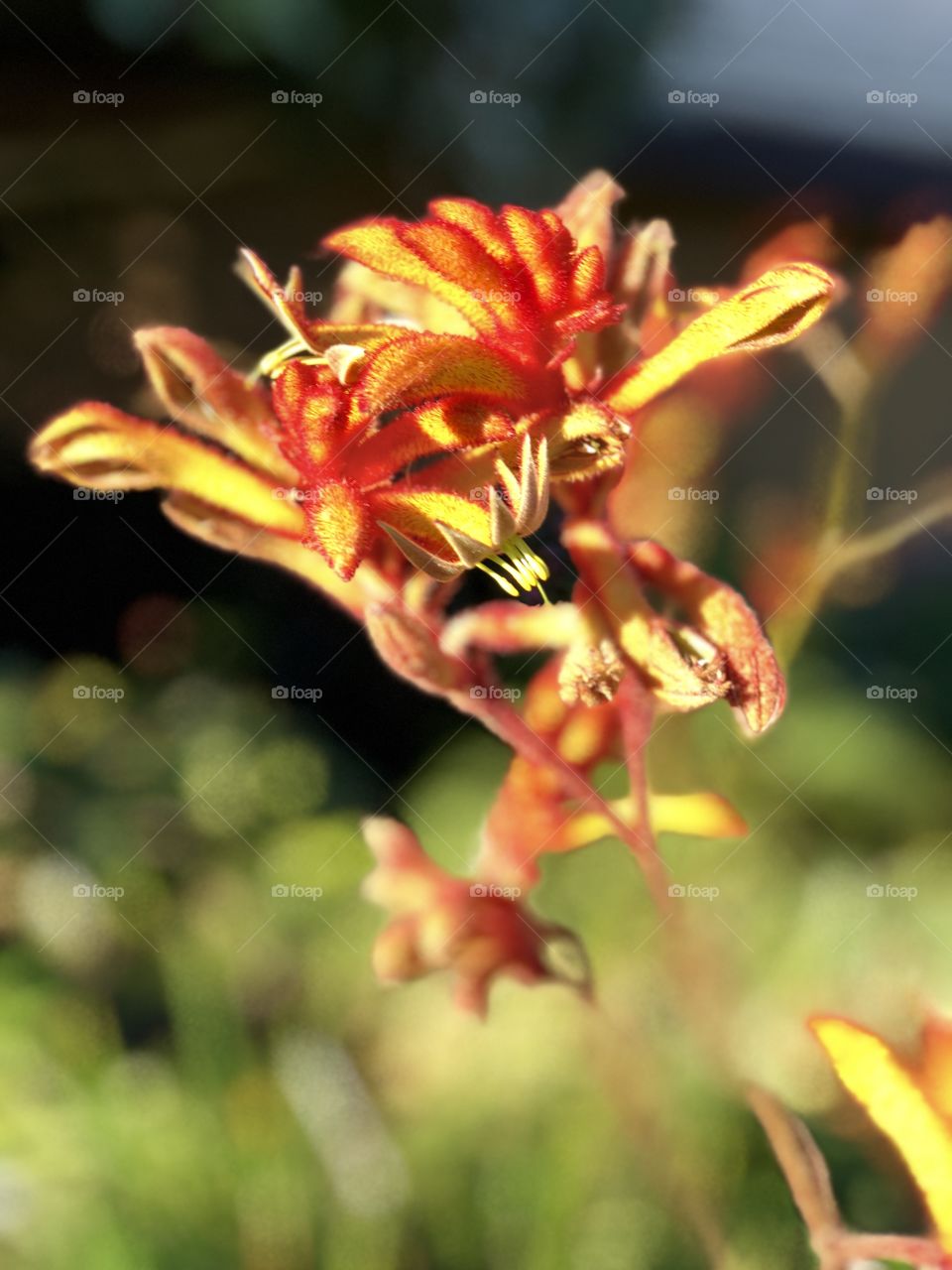 Stunning Macro Photo Kangaroo Paw.