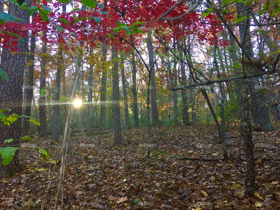 Sunrise in fall in the woods, autumn forest