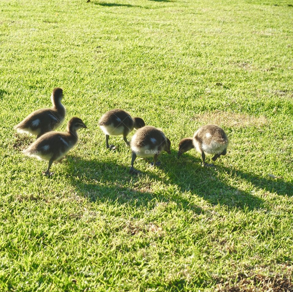 Ducking on the grass.