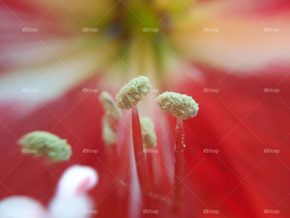 Closeup flower stigma