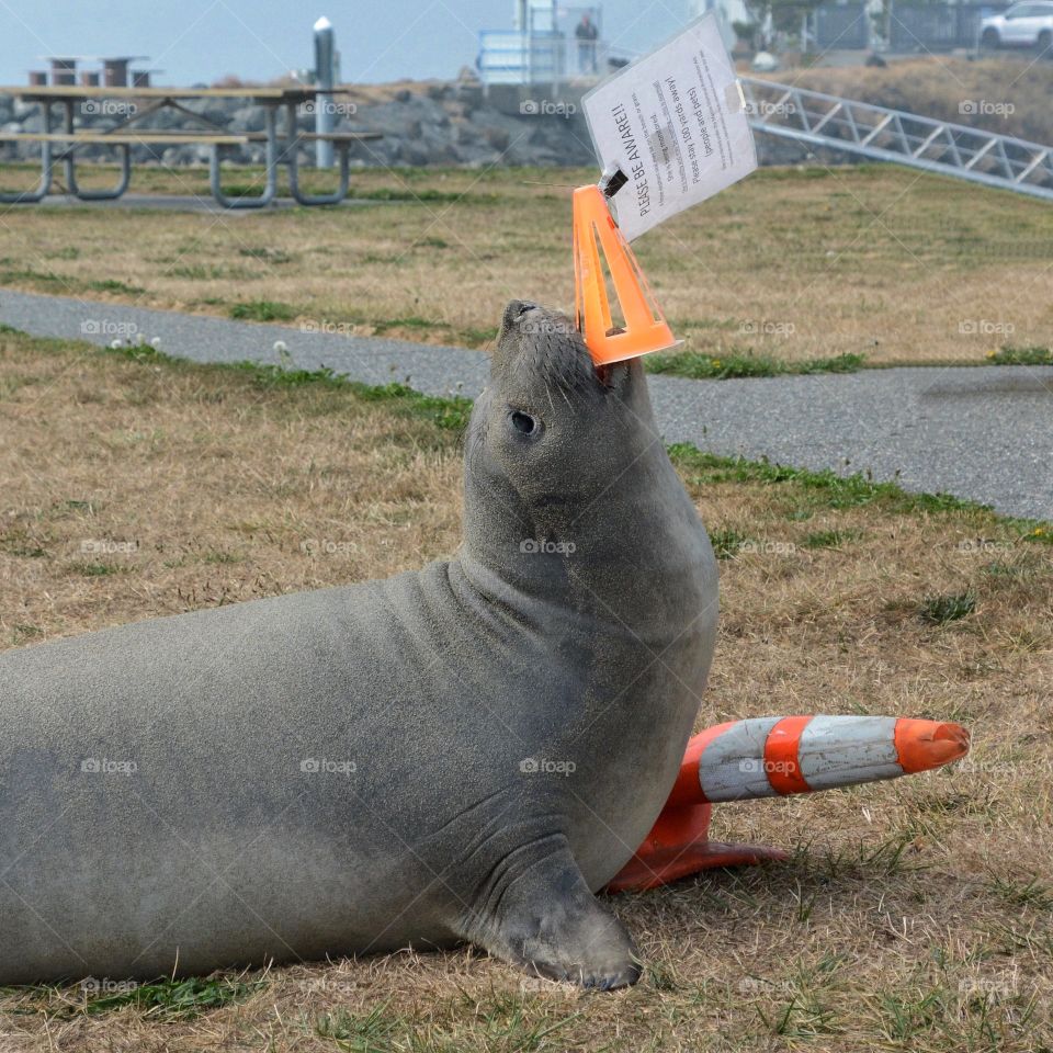 Elephant seal playing with her warning sign