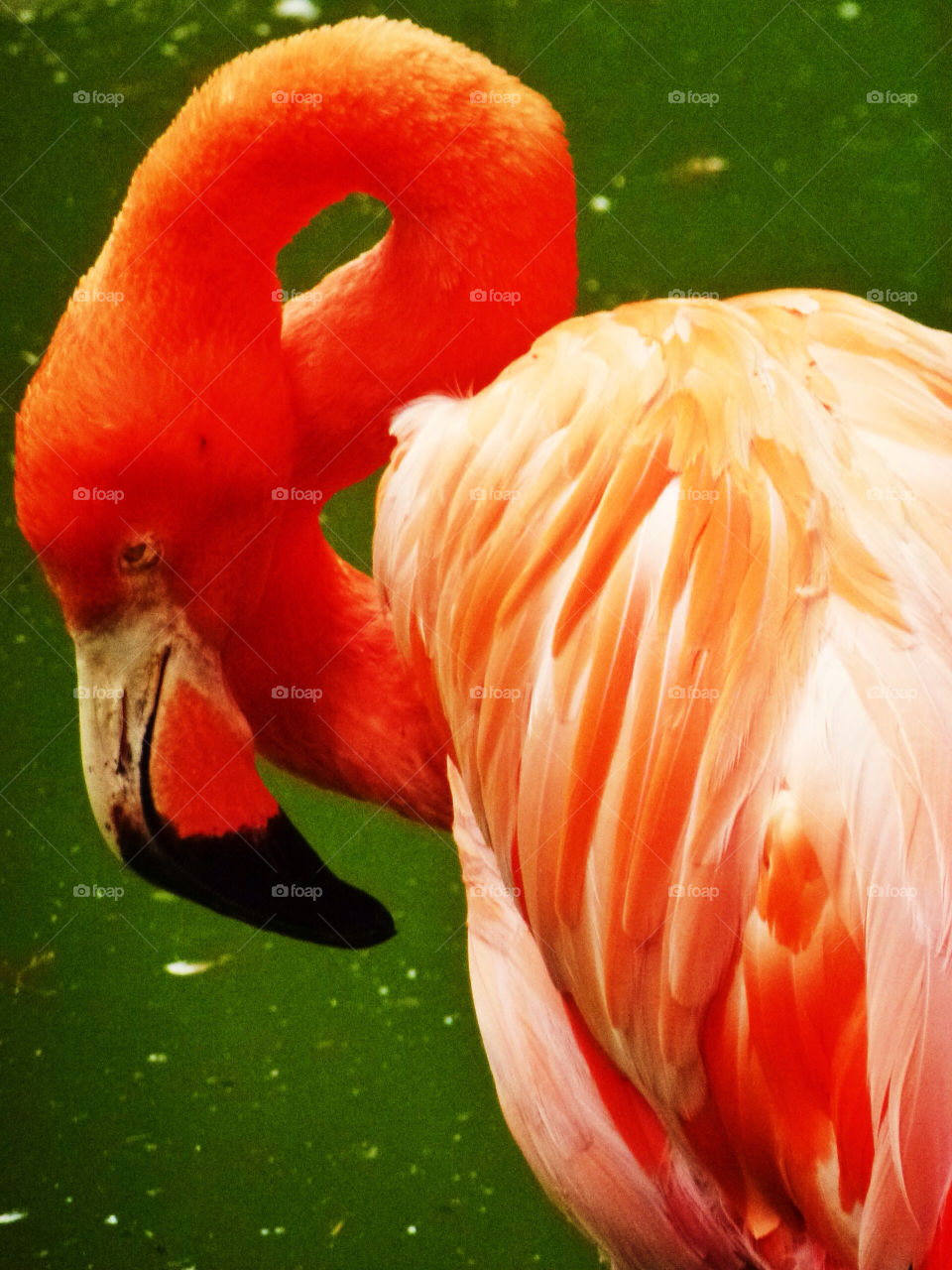 bird animals flamingo by gerardo