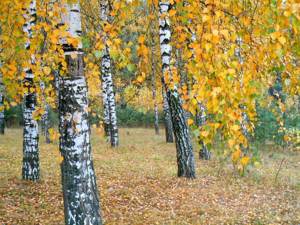 autumn trees