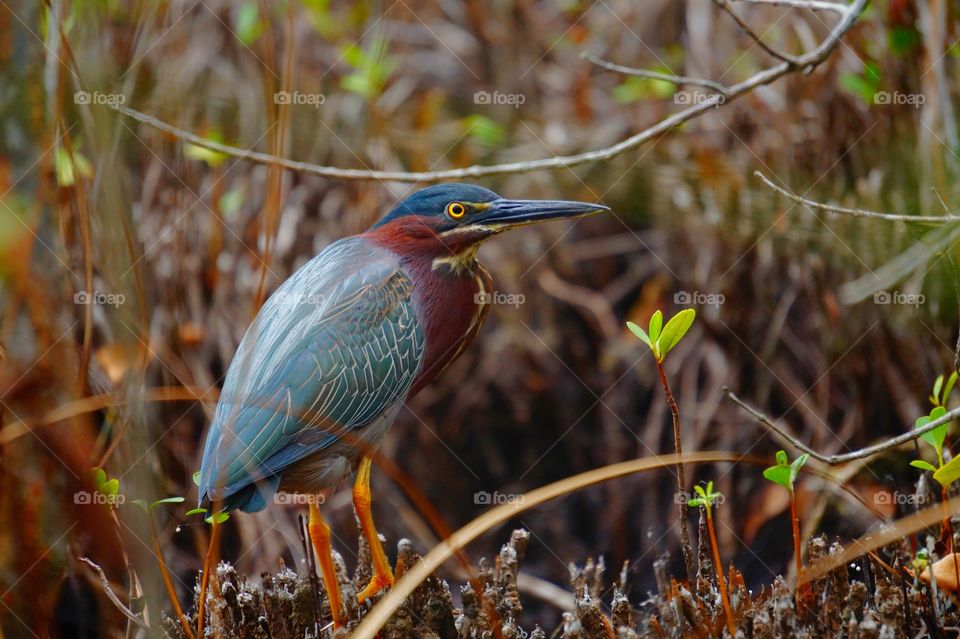 green heron