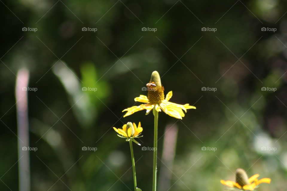 yellow flower art bee by jbivens