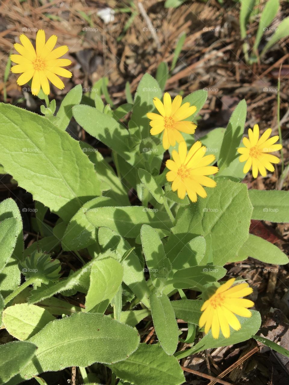 Yellow sunny flowers
