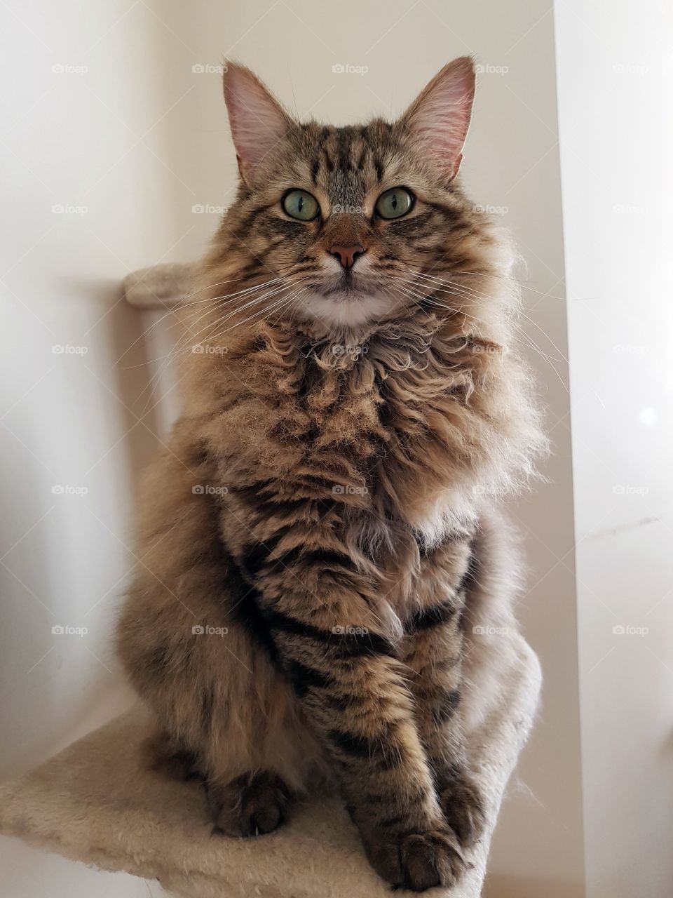 Stunningly beautiful fluffy longhaired cat.