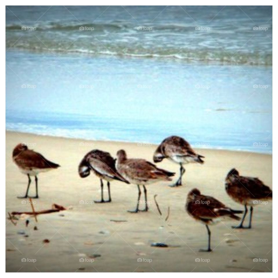 Seagulls' Winter on Outer Banks