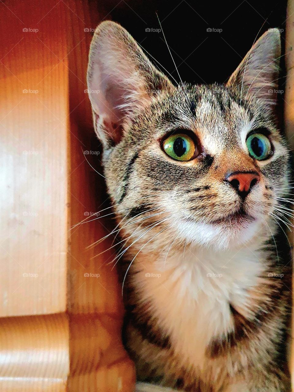 green big eyes- surprised cat with big ears- fur