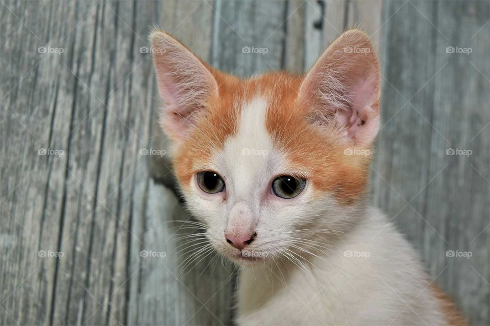 Sweet red and white kitten colour portrait