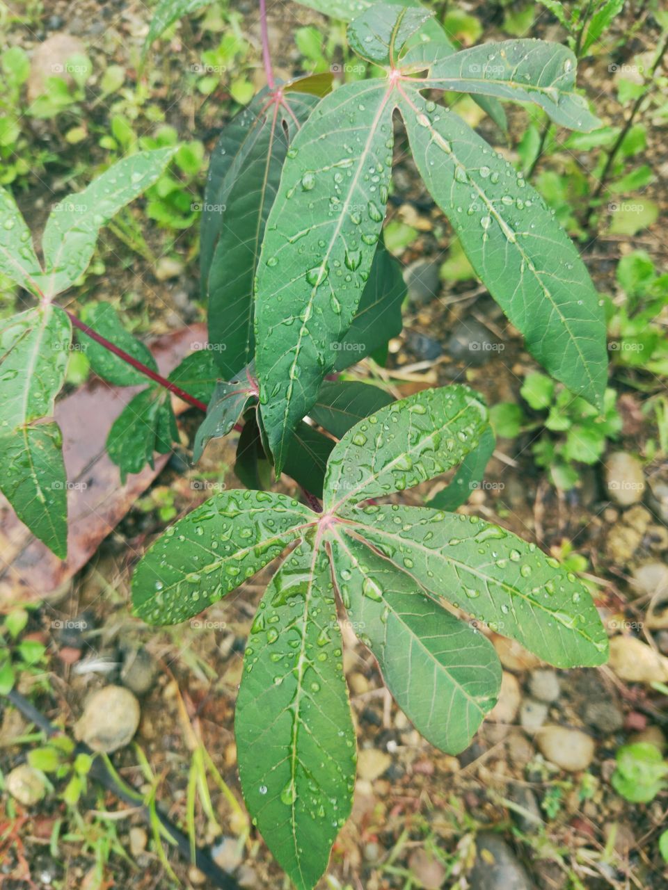 a small taro tree with rainwater still on its leaves