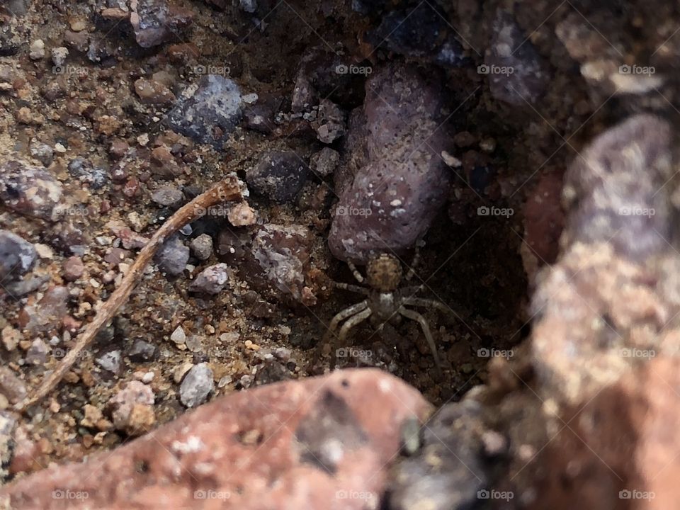 Crab spider