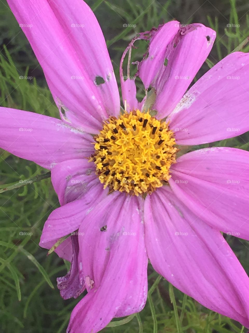 Purple Flower