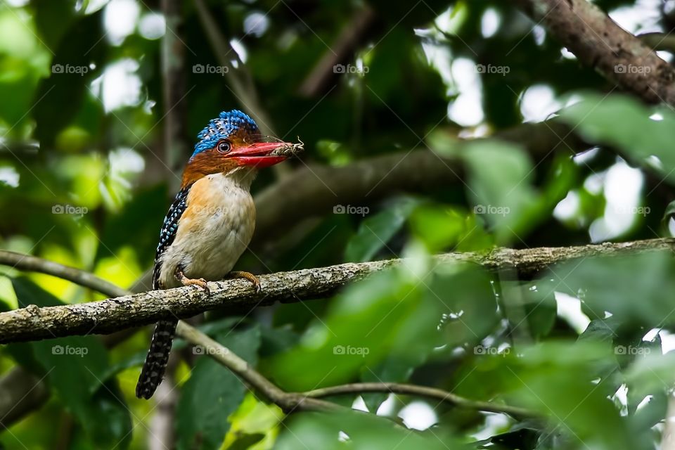 Kingfisher perching on tree branch