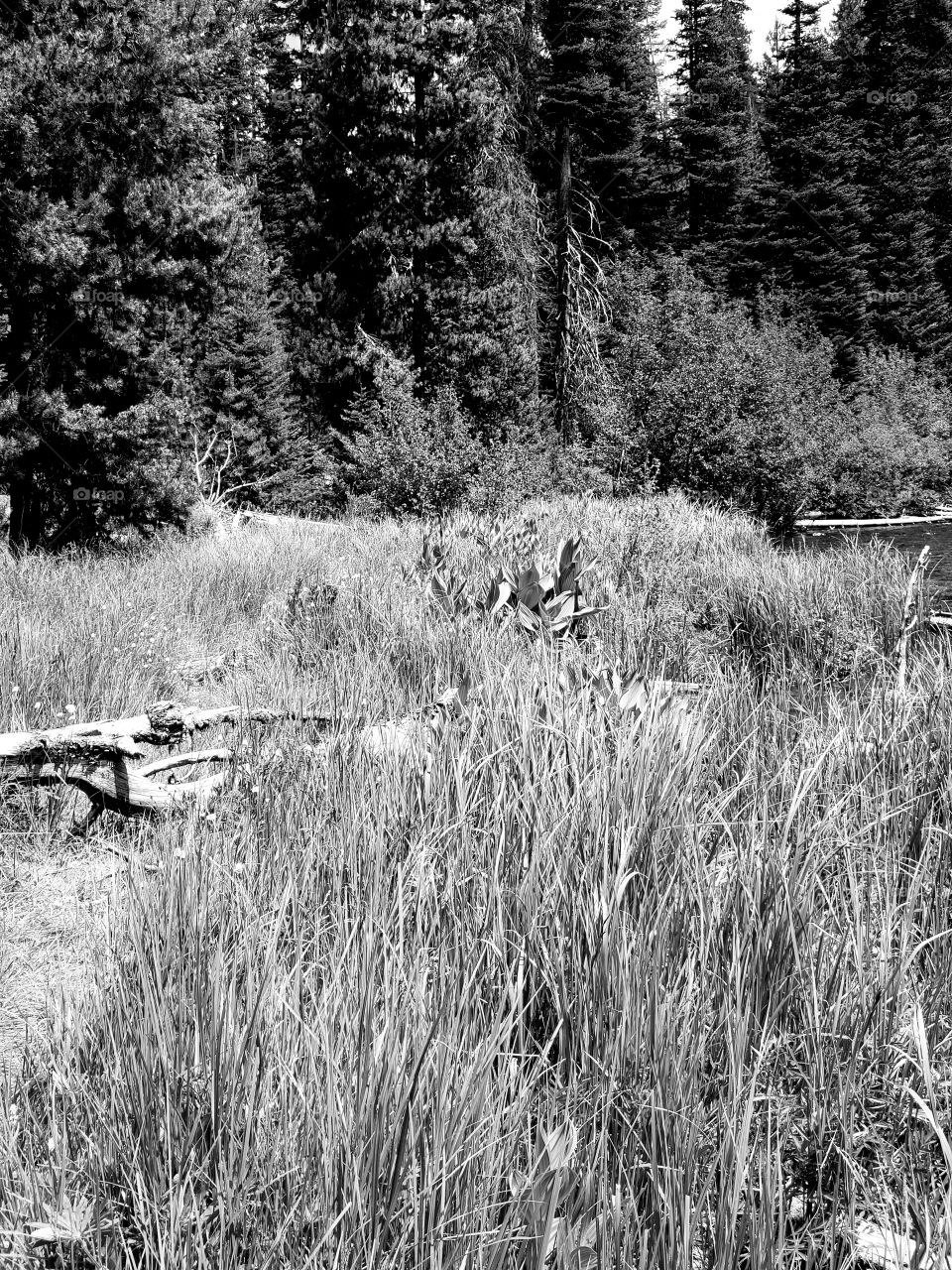 The Deschutes River near its headwaters on a sunny spring day