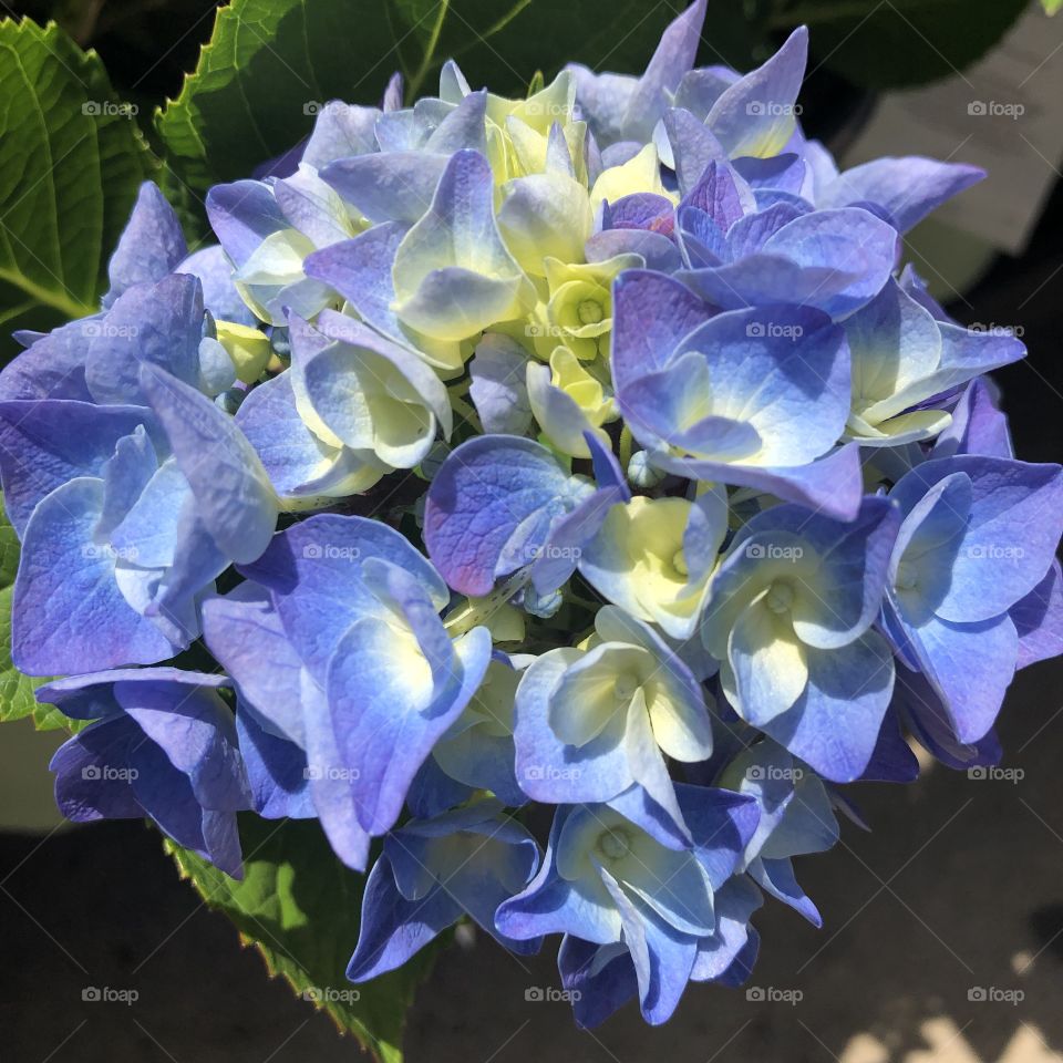 Purple Hydrangea 