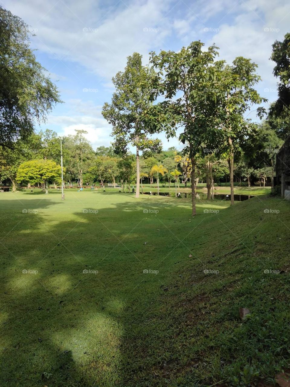Shade of trees on green