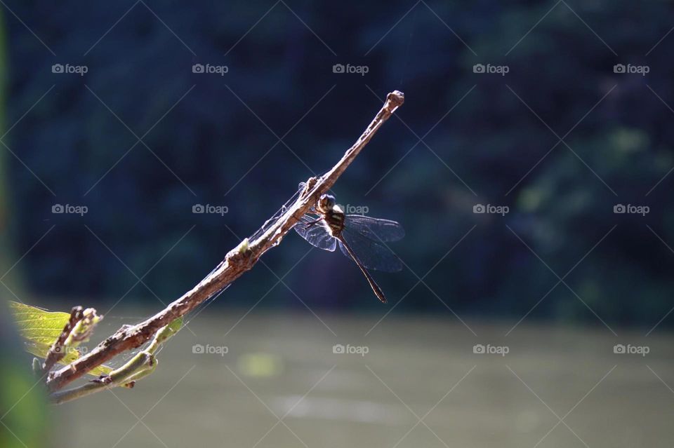 libélula
