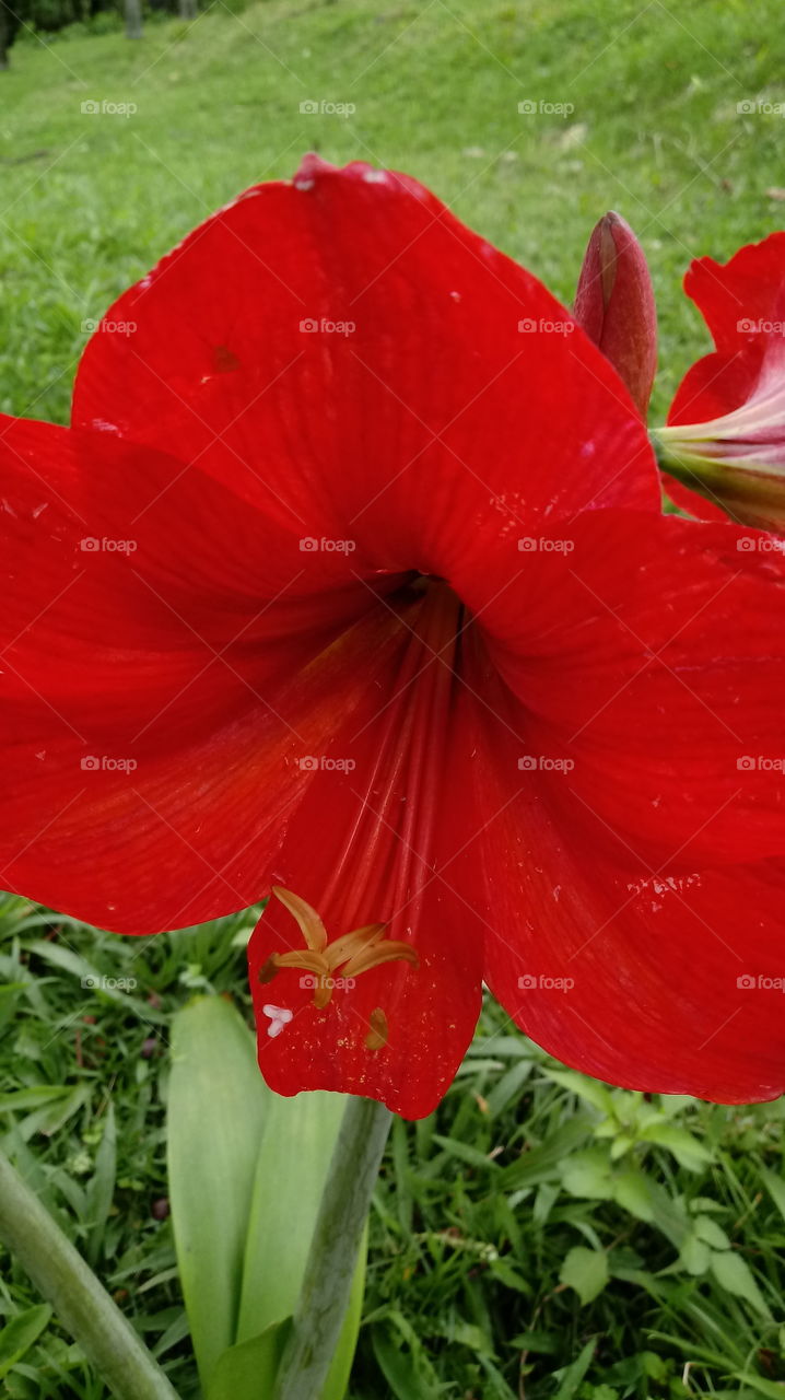 NATUREZA JARDIM FLOR Hippeastrum papilio (Ravenna)