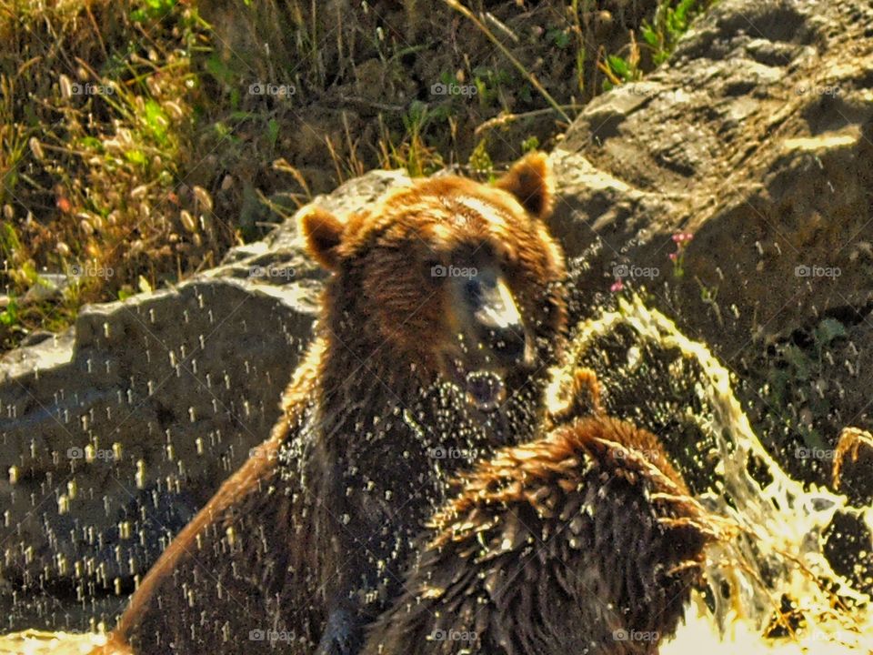 Bears Wrestling In A River