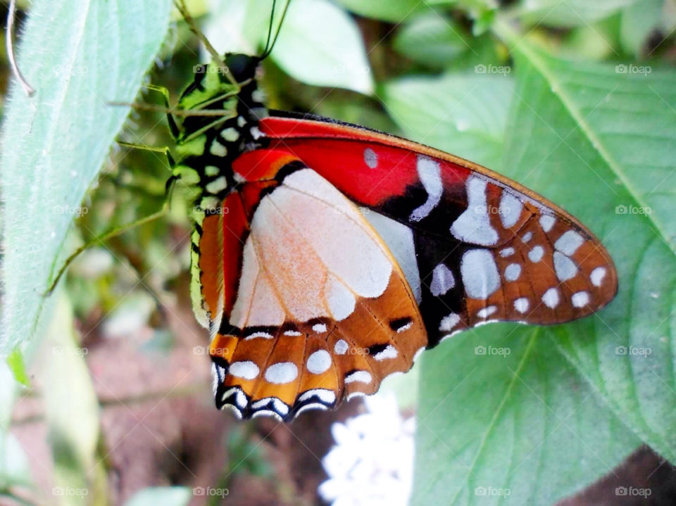 garden nature leaves butterfly by jmh