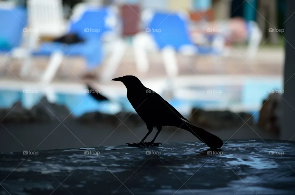 Black bird