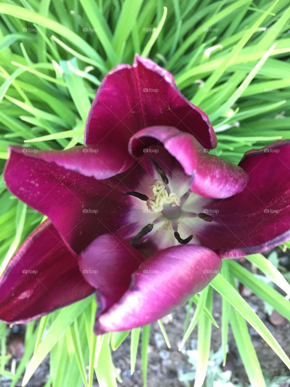 Tulip in Norrköping Sweden 