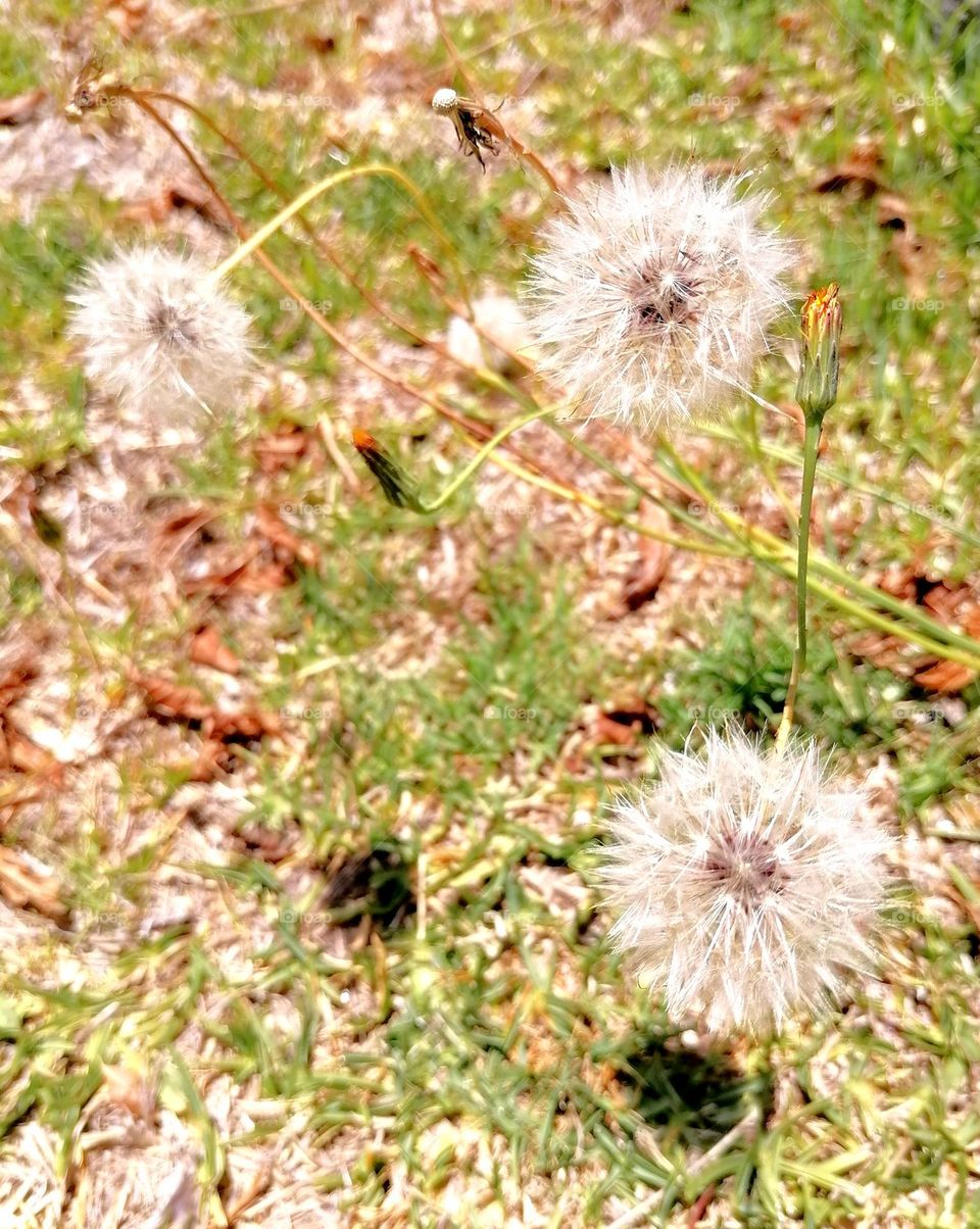 Upload your photo of the week: field of dandelions