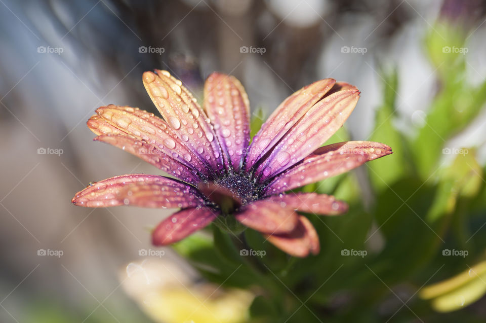 Flower with dew drops 