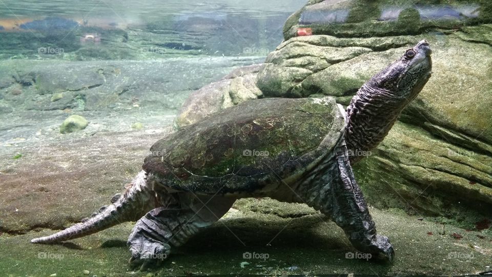 Turtl. Picture taken at chicago aquarium.