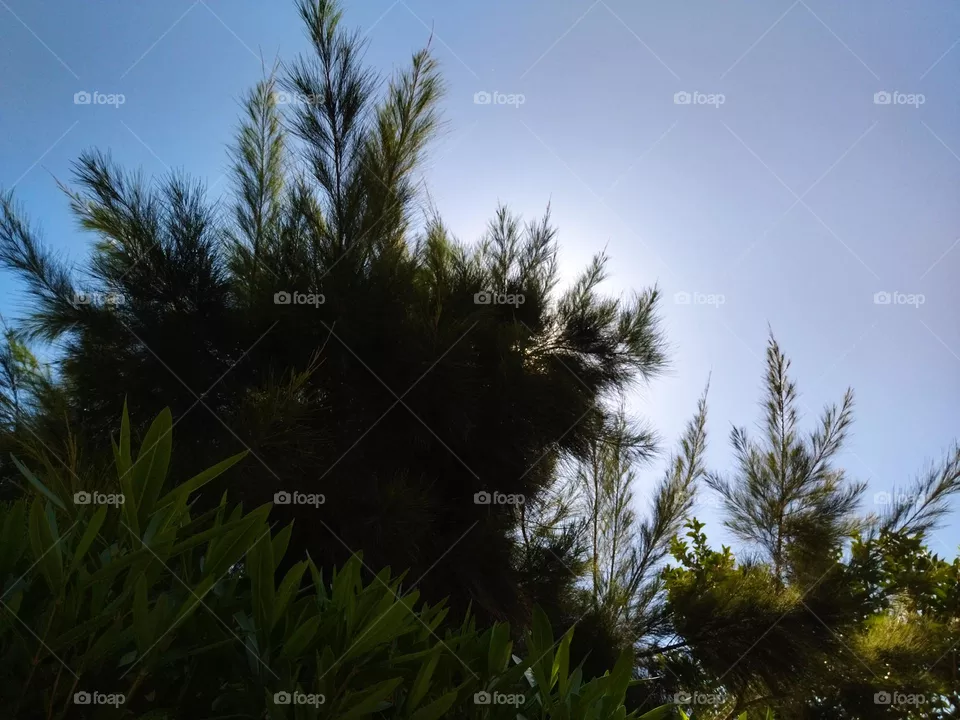 sunlight and tree