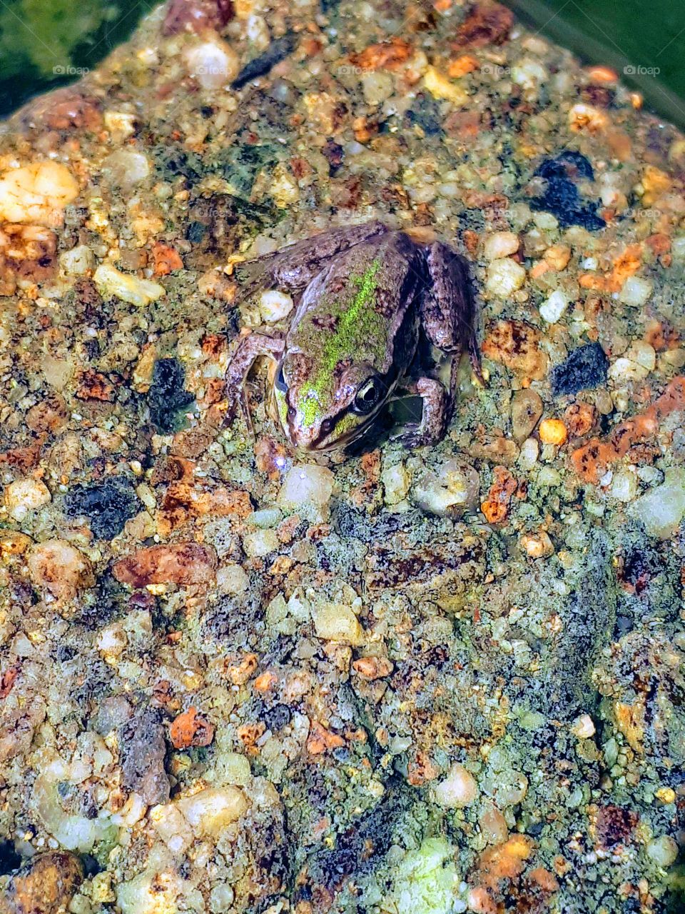 frog