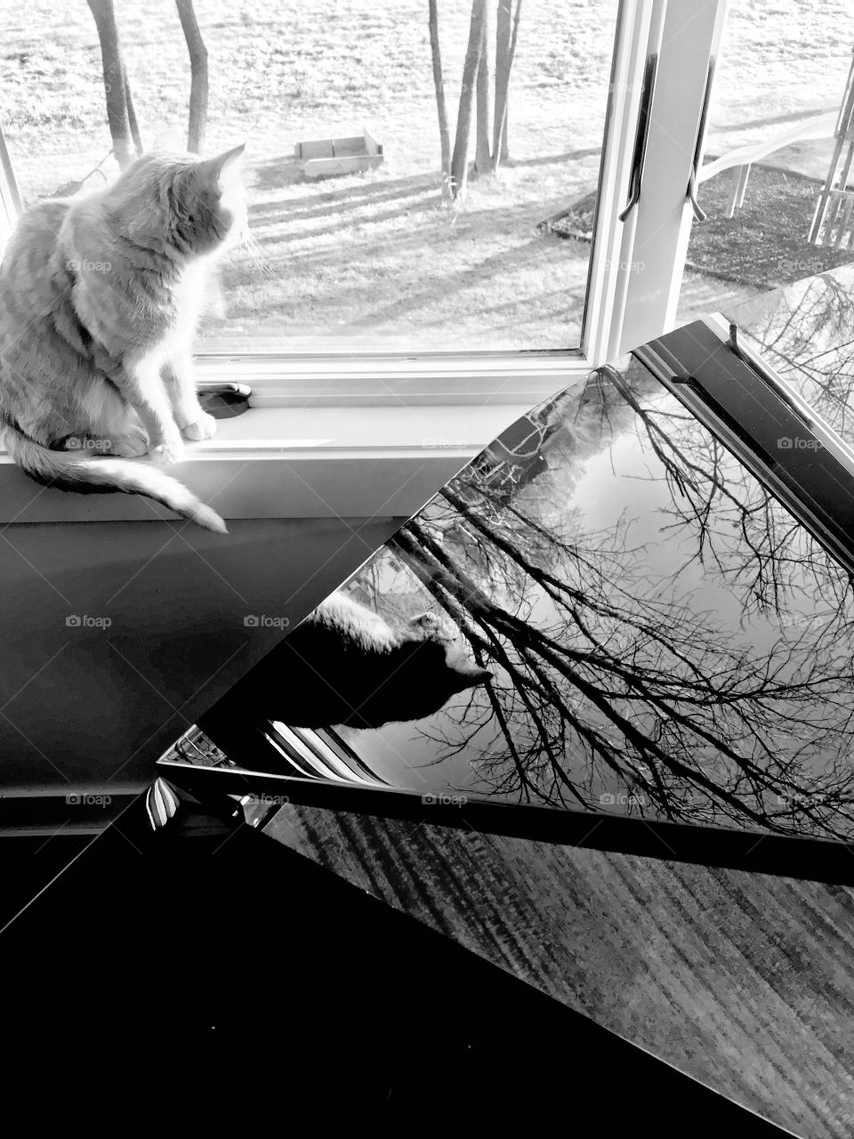 Gorgeous black and white photo of tabby cat looking out back sunroom window with reflection of him and trees in lid of baby grand piano. 