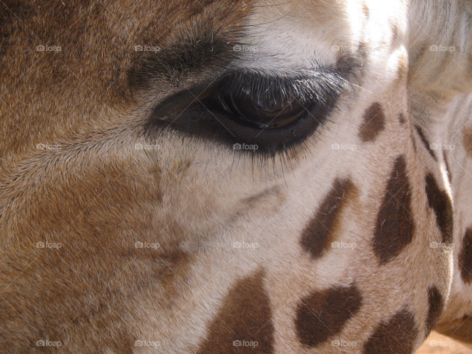 animal eye hair african by kshapley